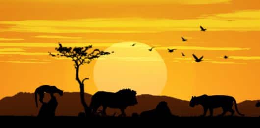 African Lion Sunset | Rental