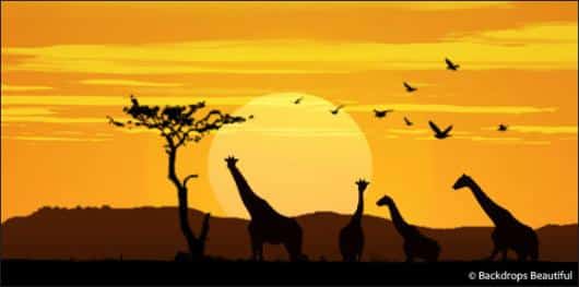 African Giraffe Sunset | Rental