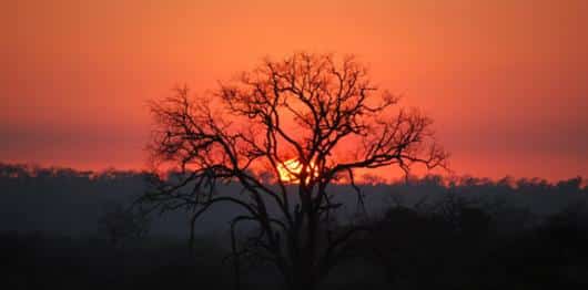 Tree Sunset | Rental