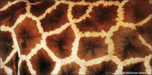 Skin Giraffe 1 | Rental