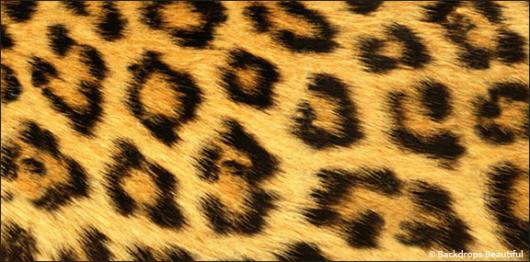 Skin Leopard 1 | Rental