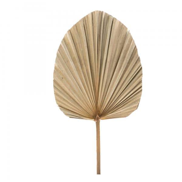 Decostar™ Dried Fan Palm Leaf – 19″ | Rental Decostar™ Dried Fan Palm Leaf – 19″ | Rental