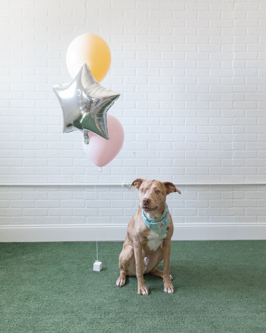 Soft Rainbow – Foil and 11in Balloons – bouquet of 3 | Rental