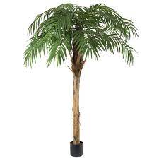10.5′ Fountain Palm Tree | Rental